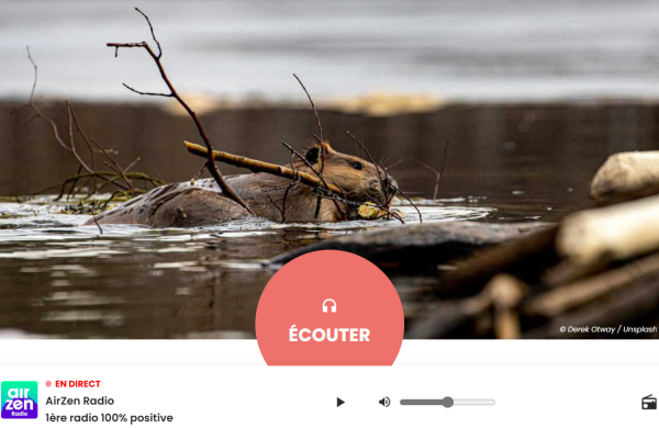 Un castor ronge une branche
