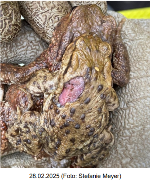 Erdkröte-Paar mit Rückenverletzung (© Stefanie Meyer, aus: Hylidae 1/25) Erdkröten mit Rückenverletzung
