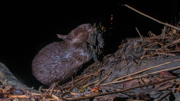 Castor avec de la boue sur la hutte (© Christof Angst)