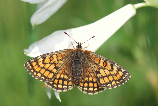 Melitaea parthenoides 1 Femelle © Yannick Chittaro