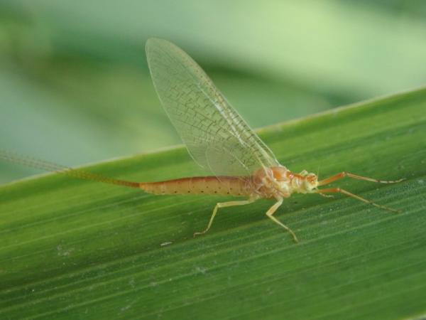 Insekt: Eintagsfliege Potamanthus luteus