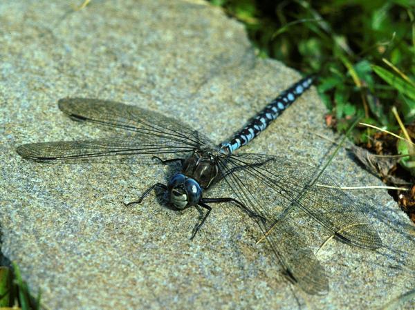 Odonates de Suisse Aeschne azurée - Aeshna  caerulea 
