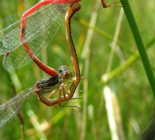 Odonates de Suisse Agrion délicat  - Ceriagrion tenellum 