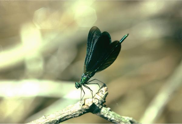 Odonates de Suisse Caloptéryx méridional - Calopteryx  virgo meridionalis 
