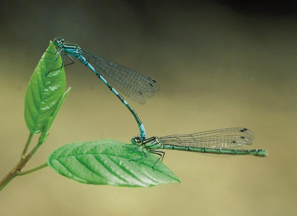 Odonates de Suisse Agrion ligné - Coenagrion  hastulatum