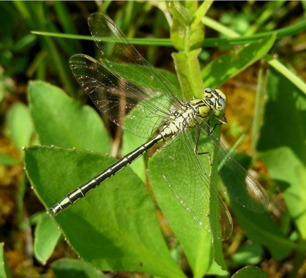 Odonates de Suisse Gomphe joli - Gomphus  pulchellus 