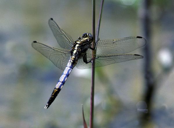 Odonates de Suisse Orthétrum à stylets blancs - Orthetrum  albistylum 