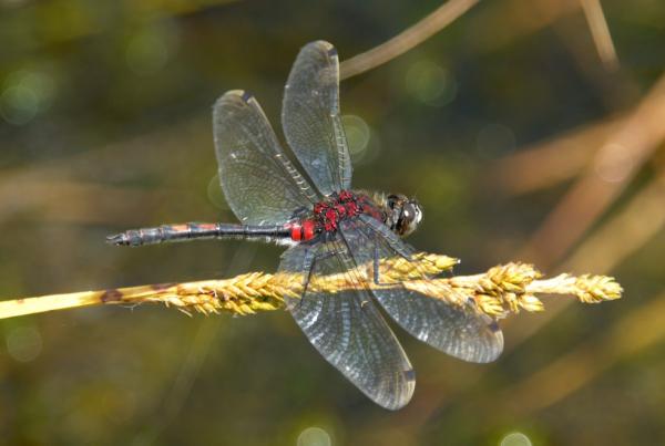 Odonates de Suisse Leucorrhine douteuse - Leucorrhinia  dubia 