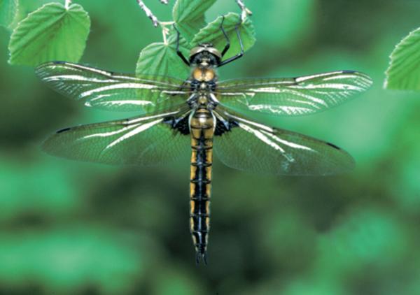 Odonates de Suisse Epithèque à deux taches  - Epitheca bimaculata
