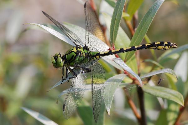 Odonates de Suisse Gomphe serpentin  - Ophiogomphus  cecilia 