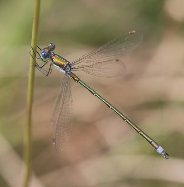 Odonates de Suisse Leste verdoyant  - Lestes virens vestalis 