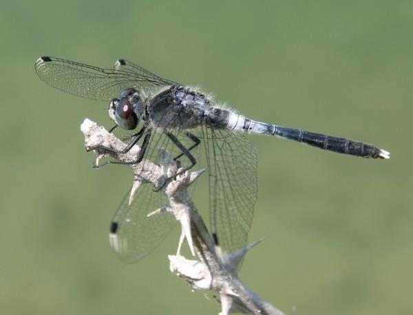 Odonates de Suisse Leucorrhine à front blanc - Leucorrhinia  albifrons 