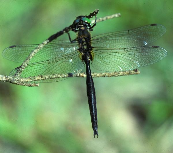 Odonates de Suisse Cordulie arctique - Somatochlora  arctica 