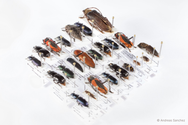 Image d'une collection muséale de spécimens de coléoptères