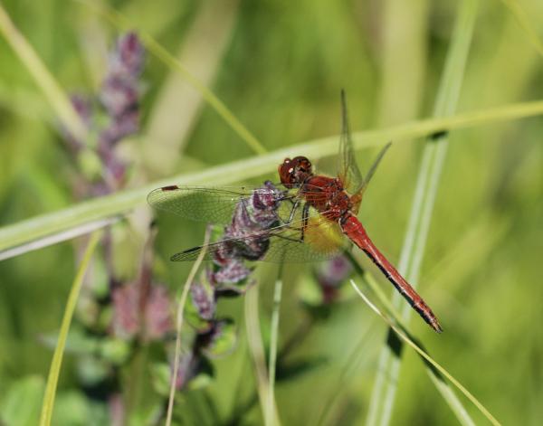 Odonates de Suisse Epithèque à deux taches  - Sympetrum  flaveolum 