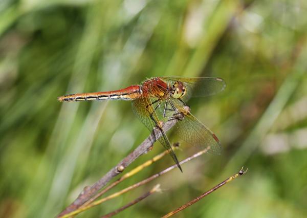 Odonates de Suisse Epithèque à deux taches  - Sympetrum  flaveolum 
