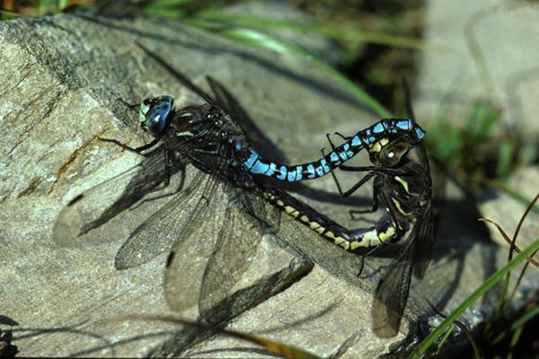 Odonates de Suisse Aeschne azurée - Aeshna  caerulea 