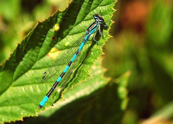 Odonates de Suisse Agrion ligné - Coenagrion  hastulatum