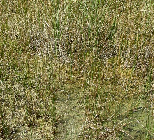 Odonates de Suisse Agrion délicat  - Ceriagrion tenellum 