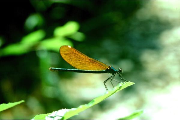 Odonates de Suisse Caloptéryx méridional - Calopteryx  virgo meridionalis 