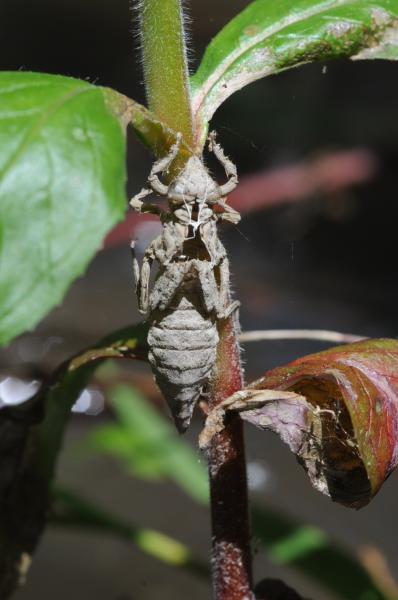 Odonates de Suisse Gomphe joli - Gomphus  pulchellus 