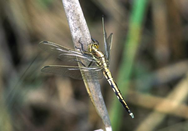 Odonates de Suisse Orthétrum à stylets blancs - Orthetrum  albistylum 