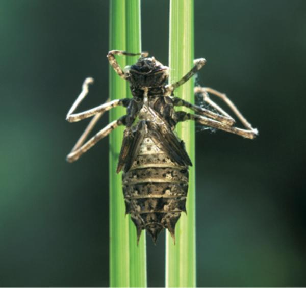 Odonates de Suisse Epithèque à deux taches  - Epitheca bimaculata