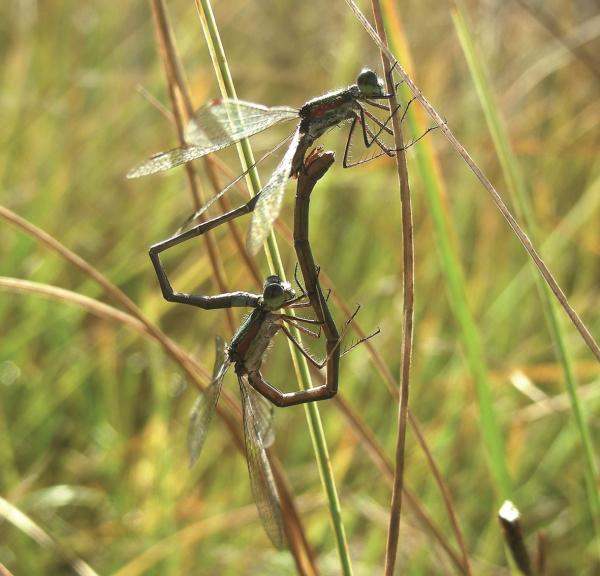 Odonates de Suisse Leste verdoyant  - Lestes virens vestalis 