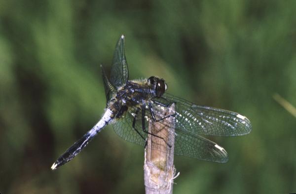 Odonates de Suisse Leucorrhine à large queue  - Leucorrhinia  caudalis 