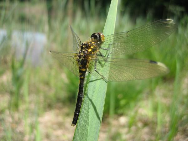 Odonates de Suisse Leucorrhine à front blanc - Leucorrhinia  albifrons 