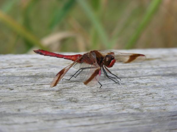 Odonates de Suisse Sympétrum du Piémont - Sympetrum  pedemontanum 