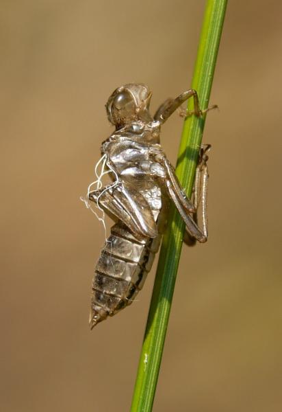 Odonates de Suisse Leucorrhine douteuse - Leucorrhinia  dubia 
