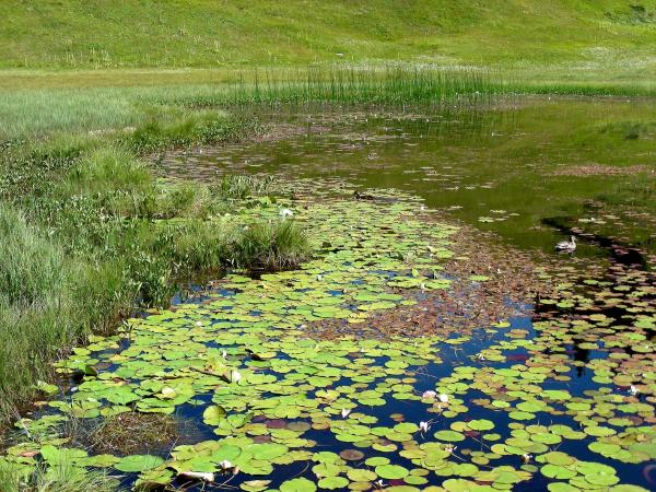 Odonates de Suisse Agrion ligné - Coenagrion  hastulatum