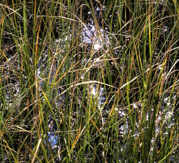 Odonates de Suisse Cordulie arctique - Somatochlora  arctica 