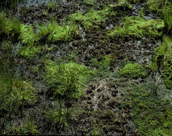 Odonates de Suisse Cordulie arctique - Somatochlora  arctica 