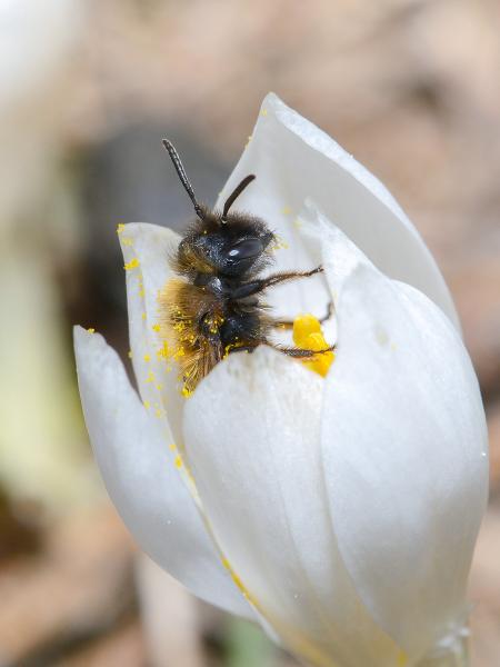 Wildbienen der Schweiz  - Andrena allosa