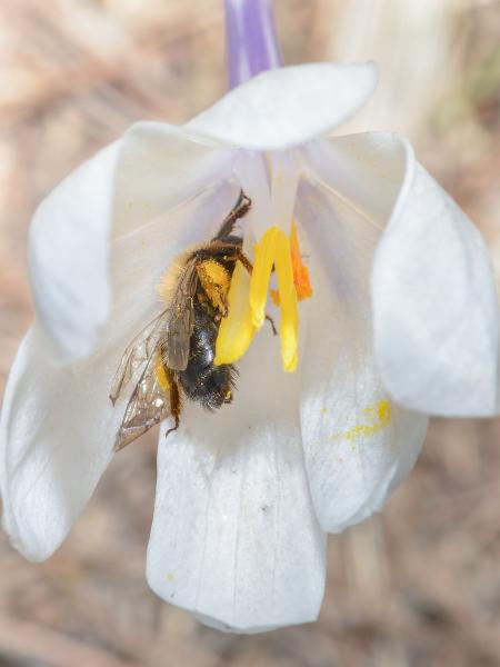 Wildbienen der Schweiz  - Andrena allosa