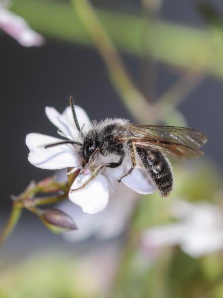 Wildbienen der Schweiz  - Andrena amieti
