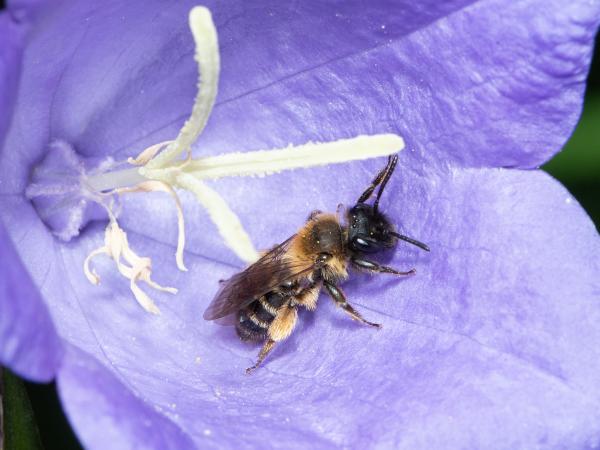 Wildbienen der Schweiz  - Andrena bicolor