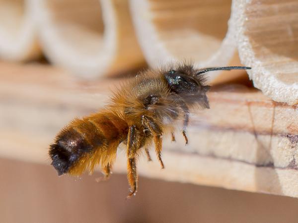 Les abeilles sauvages de Suisse Osmie rousse commune - Osmia bicornis
