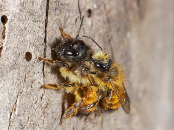 Les abeilles sauvages de Suisse Osmie rousse commune - Osmia bicornis