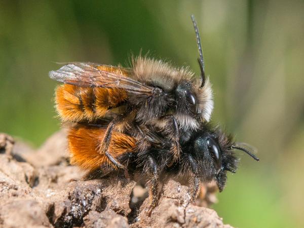 Wildbienen der Schweiz Gehörnte Mauerbiene - Osmia cornuta