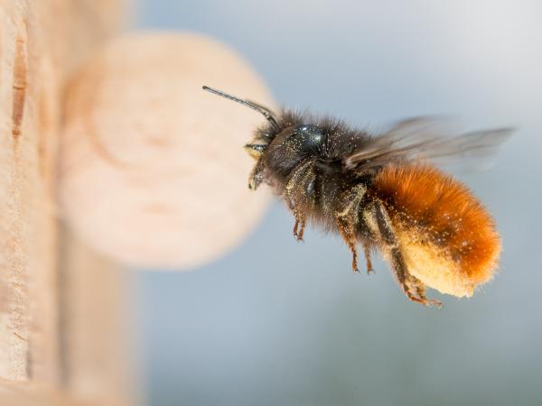 Les abeilles sauvages de Suisse Osmie cornue - Osmia cornuta