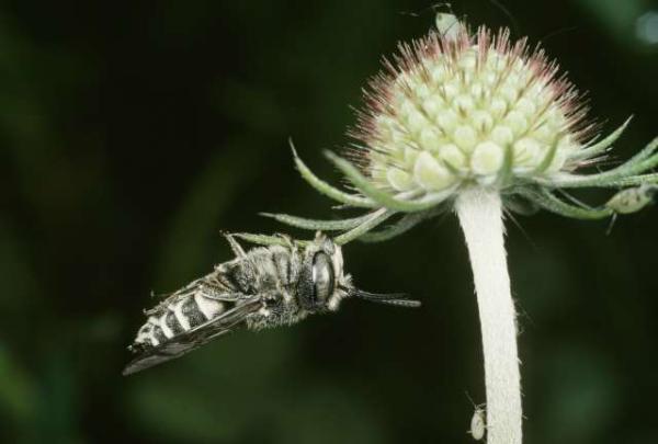 Wildbienen der Schweiz  - Coelioxys aurolimbatus