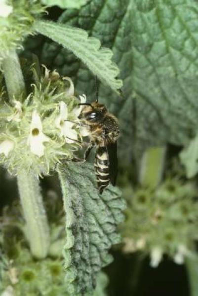 Wildbienen der Schweiz  - Coelioxys rufescens