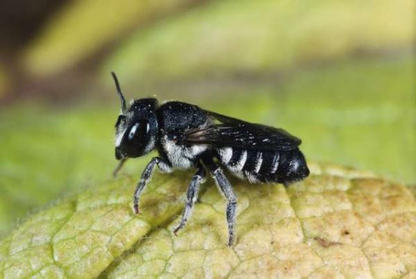 Wildbienen der Schweiz  - Megachile apicalis