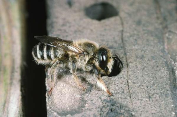 Wildbienen der Schweiz  - Megachile ericetorum