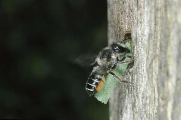 Wildbienen der Schweiz  - Megachile lapponica