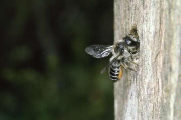 Wildbienen der Schweiz  - Megachile lapponica