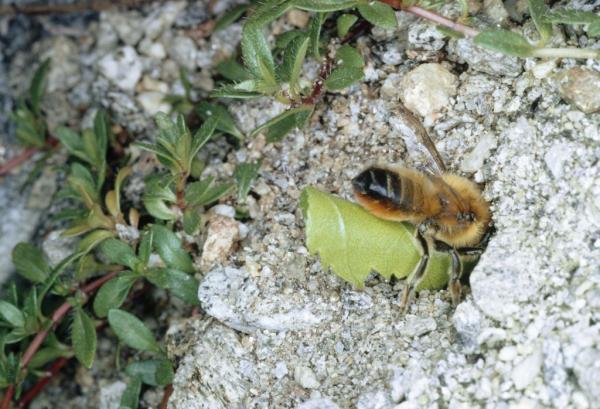 Wildbienen der Schweiz  - Megachile maritima